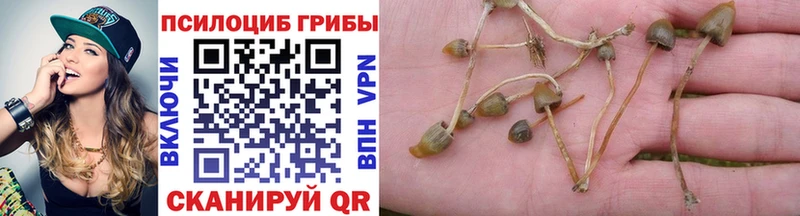 Псилоцибиновые грибы Cubensis  Купить закладки  Новосокольники 